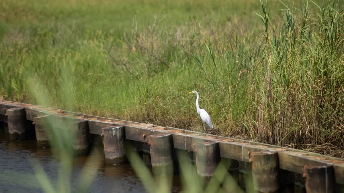 J.D. Murphree Wildlife Management Area (WMA) north of Sabine Pass